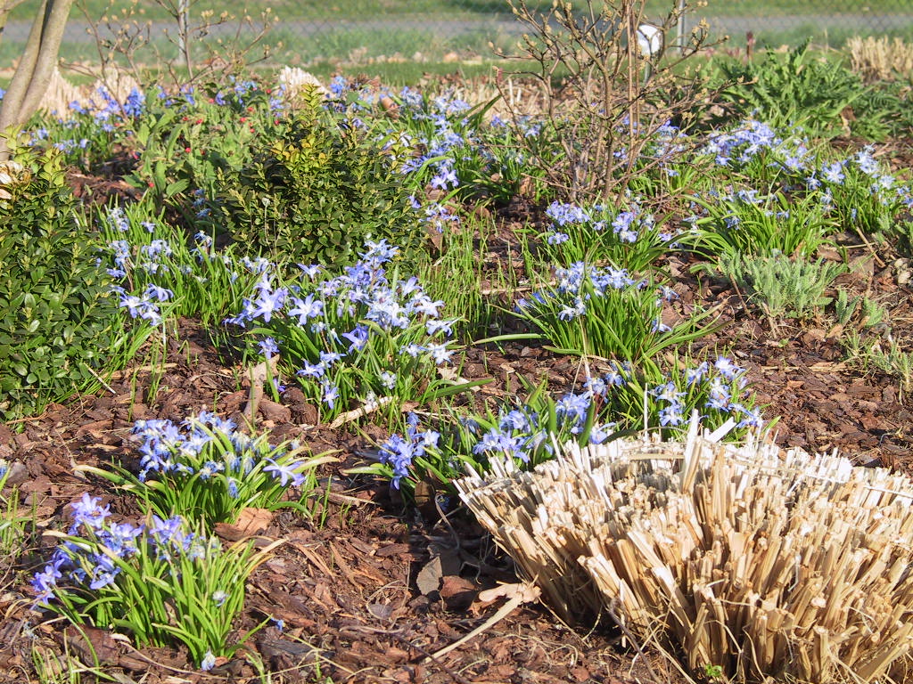 Scilla sibirica + Chionodoxa luciliae 02.jpg